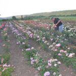Подружжя з Ямпільської громади вирощує троянди замість овочів (ФОТО)