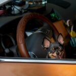 За тварин в авто будуть штрафувати та позбавляти волі