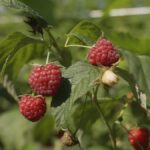 Чому фермери Вінниччини вирощують малину замість картоплі?