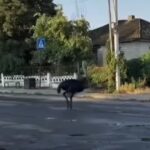 Хто випустив страуса: у Бершаді помітили незвичного перехожого