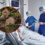 Лептоспіроз на Вінниччині: захворіли двоє людей, серед них – 14 річна дитина