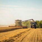 На Вінниччині зібрали 8% ранніх зернових: врожайність перевищує минулорічну
