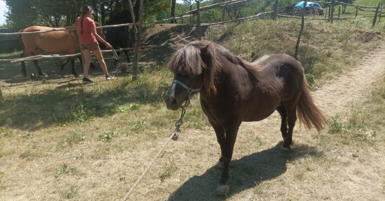 Новий мешканець у «Кармелюковому Поділлі»: на Вінниччині фауна поповнилася поні