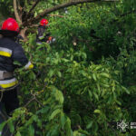 Рятувальники прибрали повалені дерева у Вінниці та Літинській громаді