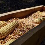 У лісах Вінниччини збільшилась популяція диких тварин