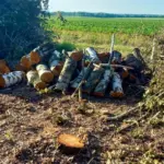 Мінус 399 дерев заради поля: на Вінниччині фермер незаконно вирубав ліс
