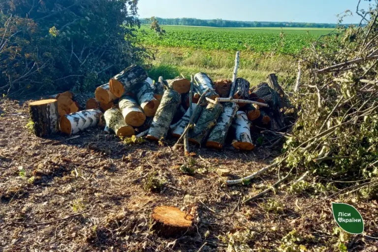 Мінус 399 дерев заради поля: на Вінниччині фермер незаконно вирубав ліс
