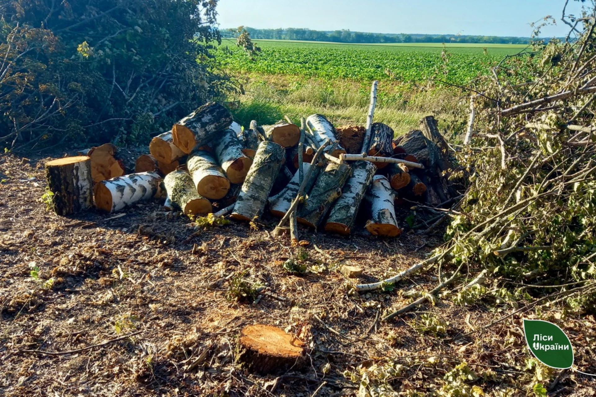Мінус 399 дерев заради поля: на Вінниччині фермер незаконно вирубав ліс