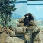 У Подільському зоопарку показали, як граються ведмежата біля фонтану