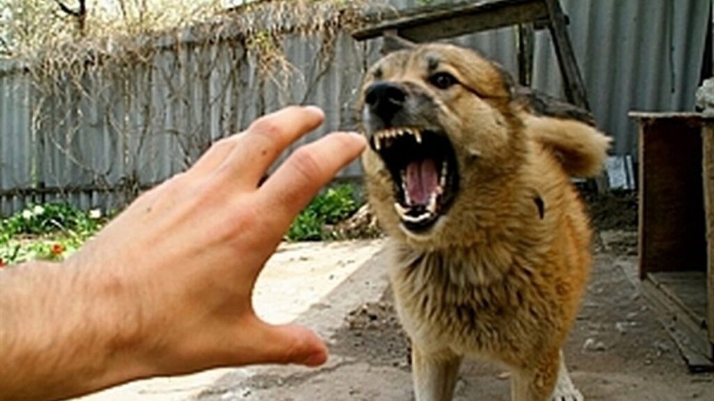 У Вінницьких Хуторах безкоштовно вакцинують домашніх тварин від сказу