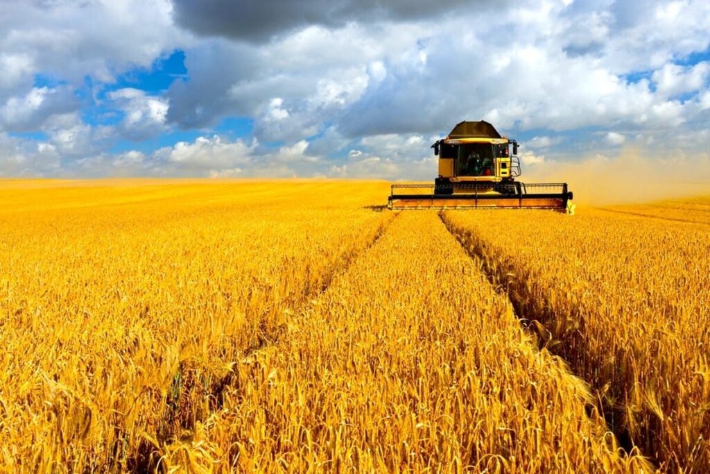 Урожай кращий минулорічного: вінницькі аграрії збирають зернові