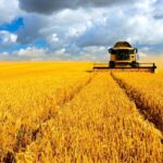 Урожай кращий минулорічного: вінницькі аграрії збирають зернові