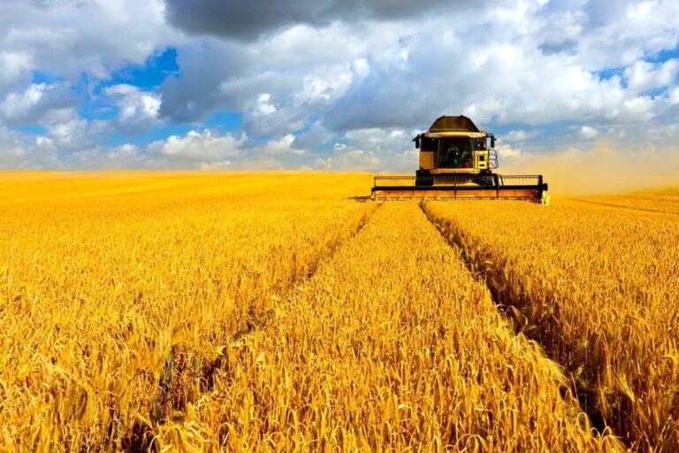 Урожай кращий минулорічного: вінницькі аграрії збирають зернові