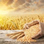Врожайність вища, ніж торік: аграрії Вінниччини зібрали вже понад 750 тисяч тонн зерна