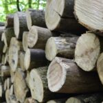 На Вінниччині триває заготівля дров на зиму: де та як купити