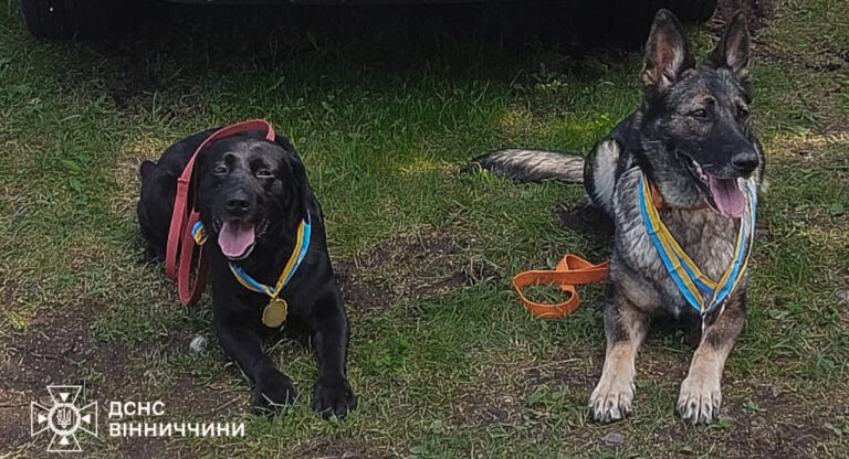 Вінницькі чотирилапі рятувальники Норіс і Фріда підкорили всеукраїнські змагання ДСНС