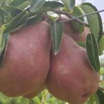На Вінниччині вирощують рідкісний сорт груші Alessia (ФОТО)