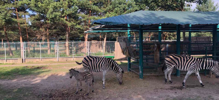 Смугасте поповнення: у вінницькому зоопарку народилося зебреня (ФОТО)