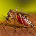В Україні з’явився новий вид комарів: їхній укус може призвести до паралічу