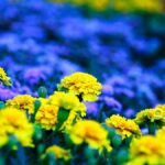 Яке 28 серпня свято — все про цей день, яке церковне свято, що не можна робити