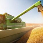 Вінниччина зібрала 80% ранніх зернових: урожайність перевищила торішню