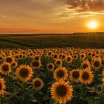 Аграрна гордість Поділля: Вінниччина увійшла до лідерів із врожайності соняшника