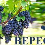 Яке 3 вересня свято — все про цей день, яке церковне свято, що не можна робити