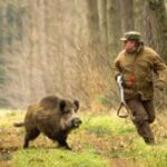 Лисиць утричі більше норми: чи відкриють сезон полювання на Вінниччині