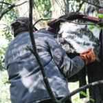 У Центральному парку Вінниці встановили будиночки для кажанів (ФОТО)