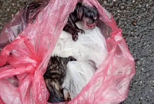 Залишили біля притулку в пакеті: історія порятунку двох кошенят у Вінниці (ФОТО)