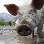 На Вінниччині зафіксували новий випадок африканської чуми свиней