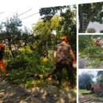 У приватному секторі Вінниці триває видалення аварійних дерев