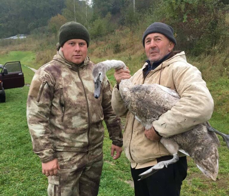 На Вінниччині врятували травмованого лебедя