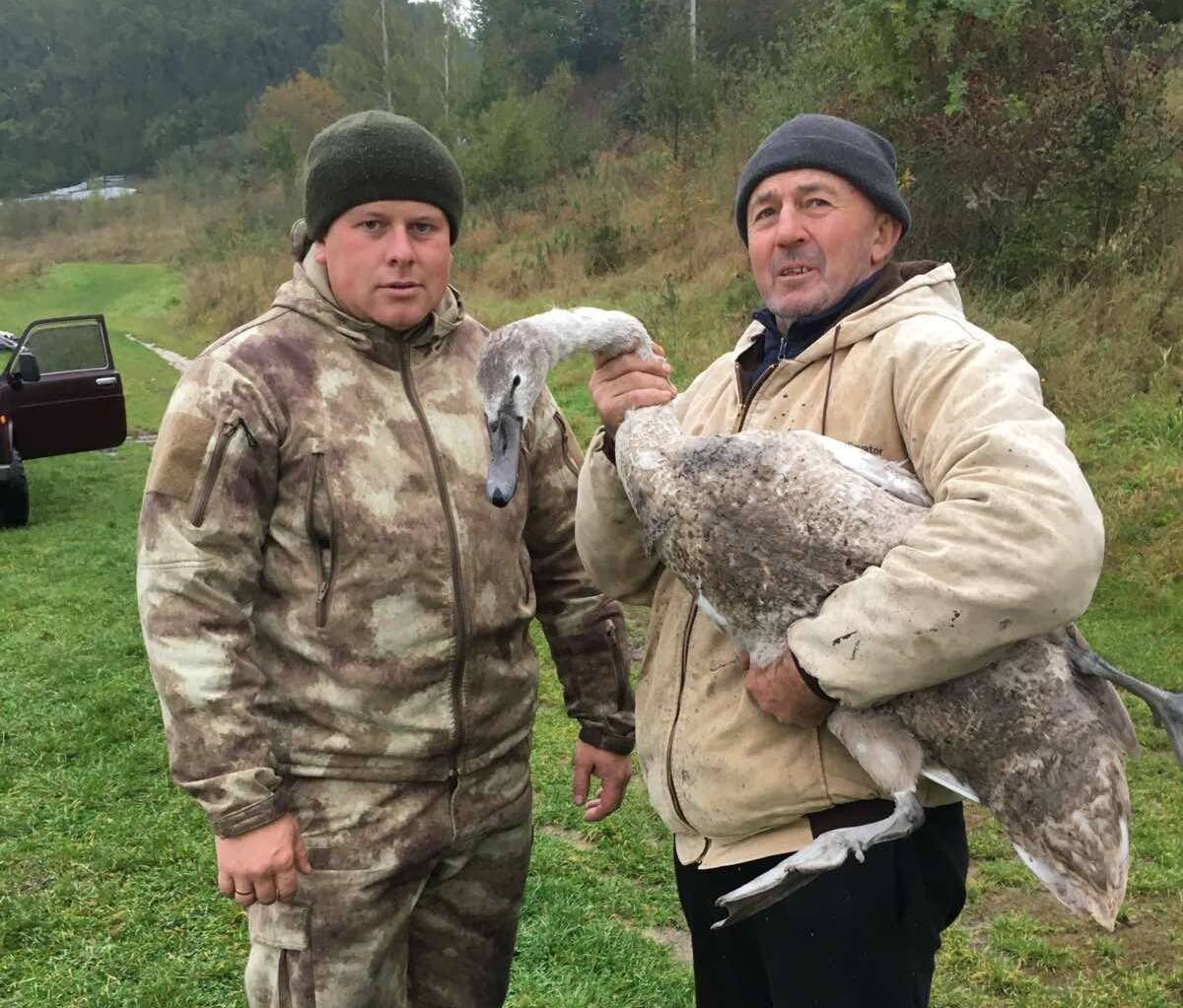 На Вінниччині врятували травмованого лебедя