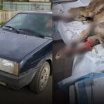 Тягнув собаку за машиною, а потім викинув помирати: чоловіку оголосили підозру