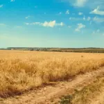 Ціни на землю в Україні зросли: скільки коштує гектар у середині жовтня