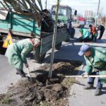 У Вінниці висадять пів тисячі нових дерев і кущів