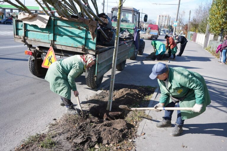 У Вінниці висадять пів тисячі нових дерев і кущів