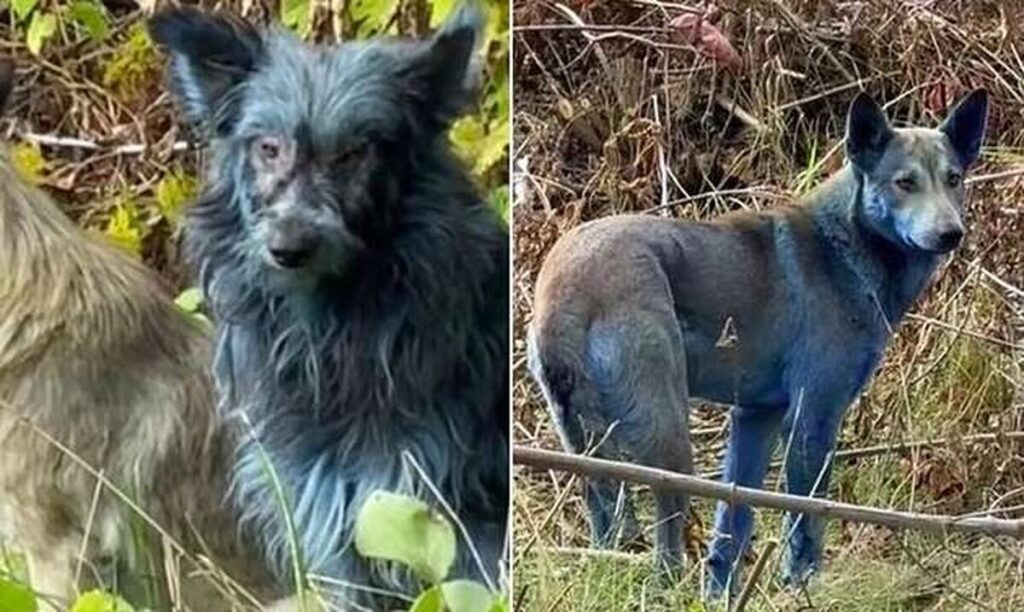 У Чорнобилі помітили синіх собак: що про них відомо (ФОТО)
