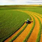 Працював на “своїх” 36 гектарах: у Вінницькому районі службовець самовільно засіяв комунальну землю