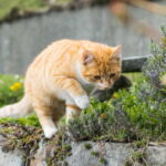 A cute domestic cat playing with grass on a blurred background