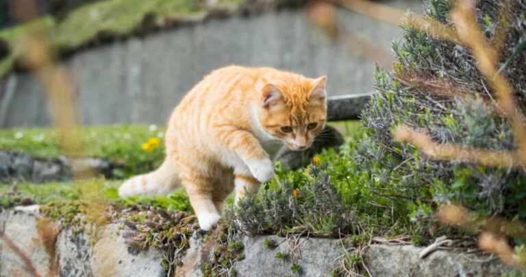 A cute domestic cat playing with grass on a blurred background