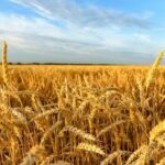 Аграрії б’ють на сполох: через мобілізацію врожай інколи доводиться заорювати