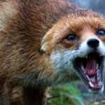 Сказ у Хмільнику: агресивна лисиця годинами пересувалась містом і нападала на перехожих