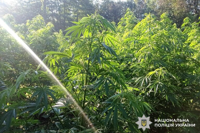На Вінниччині викрили наркоплантацію з тисячею кущів коноплі (ФОТО+ВІДЕО)