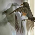Пташка вдарилася у вікно: що це означає за народними прикметами