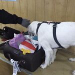 Службова собака допомогла вінницьким митникам виявити психоактивні препарати
