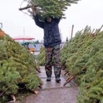 На початку грудня на Вінниччині стартує продаж різдвяних дерев
