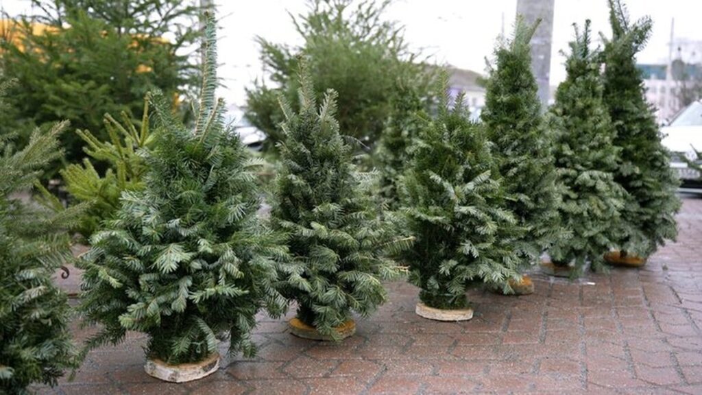 Де купити новорічну ялинку у Вінниці: перелік всіх локацій