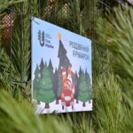 Де купити легальну ялинку без переплат і черг на Вінниччині